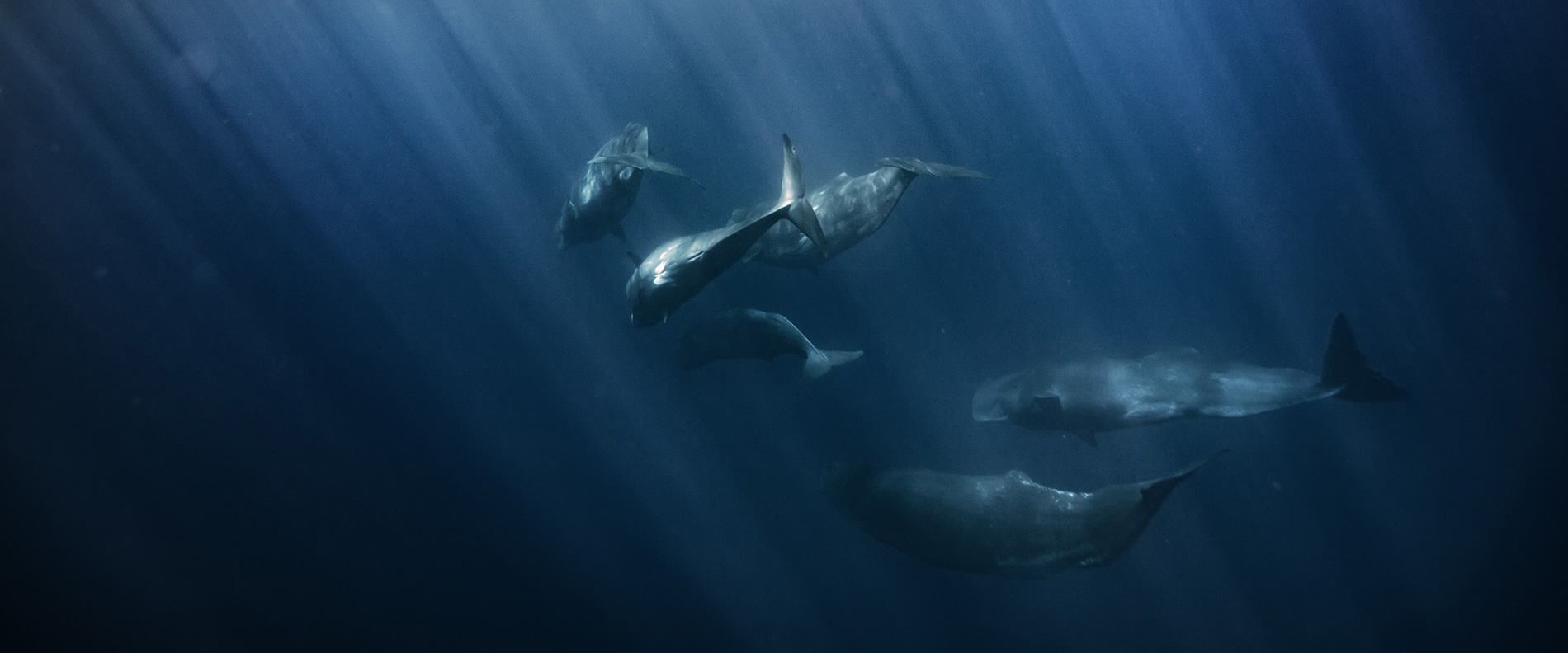 Sperm Whales Underwater
