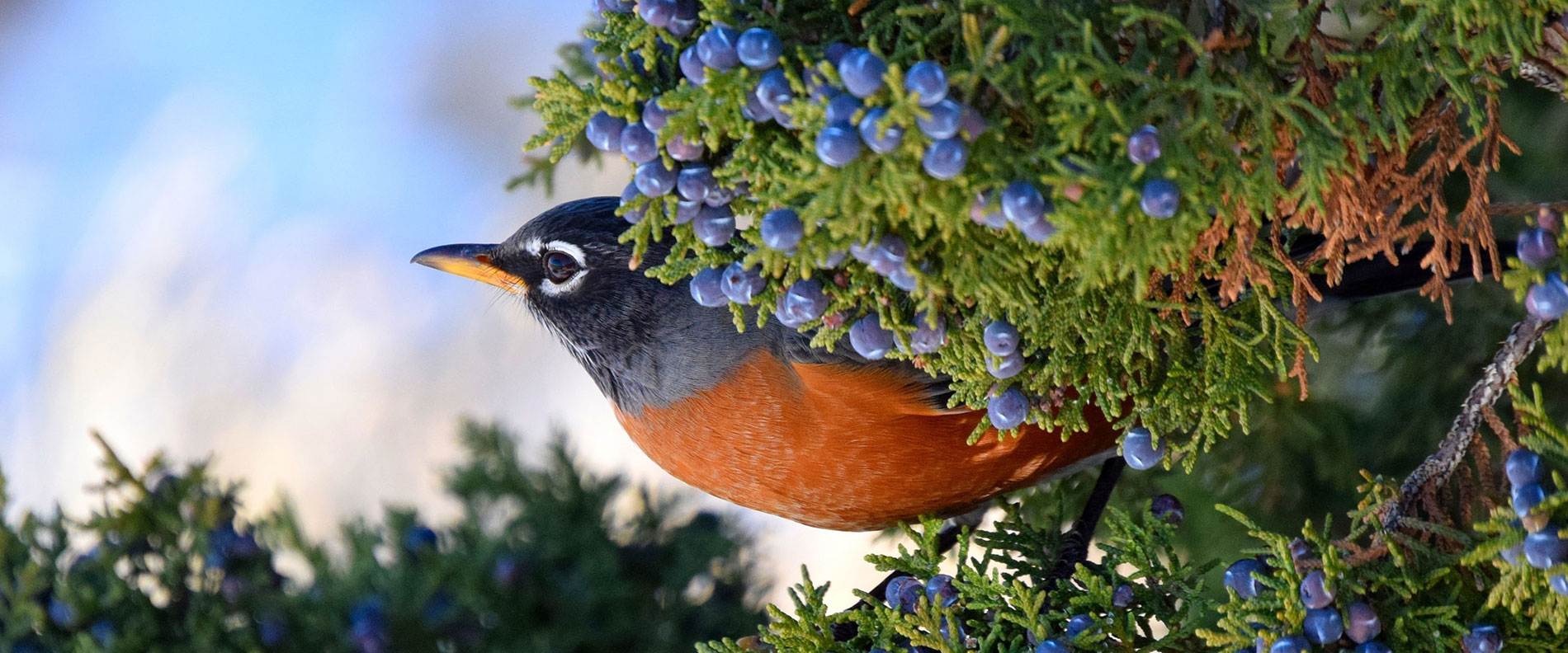 Photo of American Robin